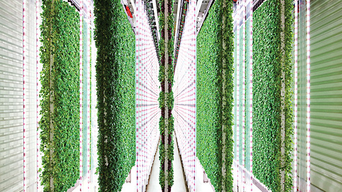 The Growth of Indoor and Vertical Farming 