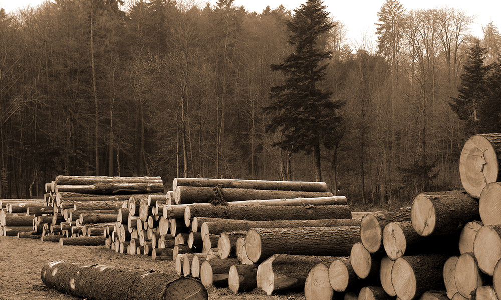 Forestry and Related Products: Why Location Mistakes Are So Hard to Undo